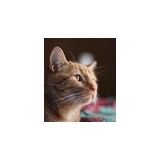 Tega Cay Animal Hospital - Veterinarians/Vets in Fort Mill
