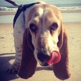 Carolina Basset Hound Rescue Inc - Veterinarians/Vets in Charleston