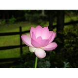 Loch Ness Water Gardens LLC - Landscaping in Greenwood