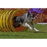 Speedy Paws - Pet Services in Greenville
