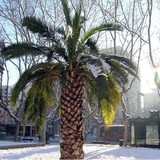 Angel Oak Nursery & Mulch - Garden Services/Maintenance in Charleston