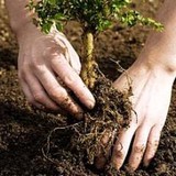 Gabus Tree Service - Tree Services in Lexington