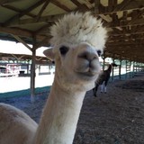 Seigler Productions - Other in North Augusta