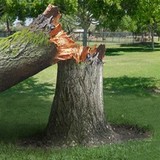 Trapp's Tree Service - Tree Services in Columbia