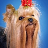 Alkos USA Pet Supplies - Other in Liberty