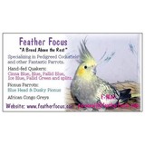 Feather Focus - Other in Brookings