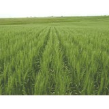 Horsch Anderson - Harvesting Machinery & Equipment in Andover