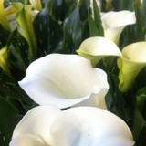 Oshi Flowers - Florists in Nashville