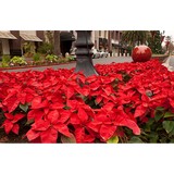 Youngs Nursery & Greenhouses - Other in Smithville