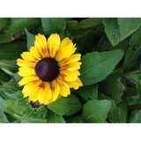 Southbranch Nursery CO - Landscape Architects in Franklin