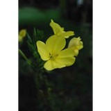 Alternative Nature Herbals - Other in Erin