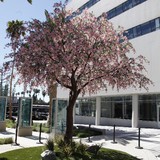 Treescapes - Tree Services in Knoxville
