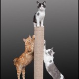 Topcat Products - Pet Stores in Nashville