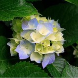 Abloom Florists - Florists in Knoxville