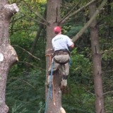 Mencer's Tree Service - Home Developers in Knoxville