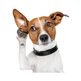 Digital Hearing Outlet - Hearing Aid Providers in Hendersonville