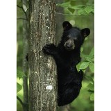 Great Outdoor Rentals - Other in Pigeon Forge
