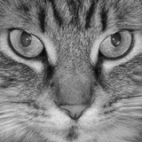 The Fur Squad - Other in Townsend