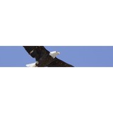 Five Rivers Investigations - Detective in Morristown