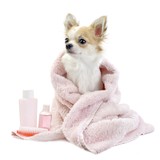 Silver Clipper Pet Grooming & Boarding - Pet Groomers in Elizabethton