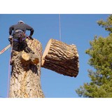 Arbor Company LLC - Tree Services in Collierville