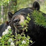 Smoky Mountain Real Estate Corporation - Other in Gatlinburg