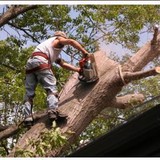 Stumps Grounded Tree Removal - Tree Services in Murfreesboro