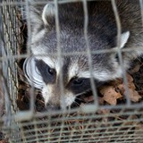 All Paws Wildlife - Pet Services in Nashville
