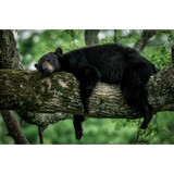 Smokey Mountain Chalet Rentals - Other in Sevierville