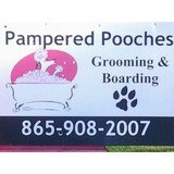Pampered Pooches - Other in Sevierville