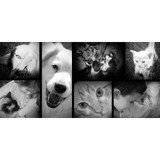 Bluegrass Veterinary Hospital - Veterinarians/Vets in Ogden