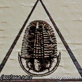 Bug House - Other in Delta