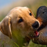 Rosewood Retrievers - Other in Grantsville