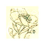 The Ardent Gardener Landscape Design - Landscape Architects in Huntsville