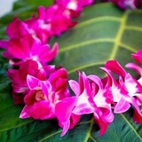 Lei Away - Travel Agents in Lehi
