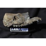 Intermountain Paleo-Consulting - Other in Vernal