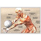 Universal Health & Wellness - Chiropractors in Manassas