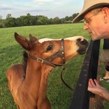 James River Equine Service - Veterinarians/Vets in Charlottesville