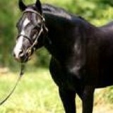 Fox Pointe Farm LLC - Other in Quinton