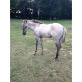 Sunset Pasture Stables LLC - Other in Quinton