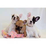 Grandy Grooming - Pet Groomers in Woodstock