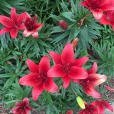 Landscape Virginia - Landscape Architects in Virginia Beach