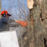 3 Majors Tree Service - Tree Services in Stafford