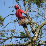 Arborscapes LLC - Landscape Architects in Midlothian