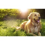 Cosby Brenda DVM - Veterinarians/Vets in Richmond