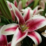 Greensleeves Florists - Florists in Fairfax