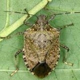Blue Ridge Exterminating CO - Pest Control in Roanoke