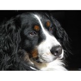 Sierra Stroll Pet Sitting - Pet Services in Woodbridge