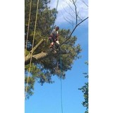 A Top Notch Tree Service, Virginia Beach, VA - Tree Services in Virginia Beach