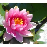 Revive Your Vibe - Alternative Medicine in Richmond